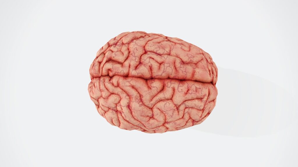 Cerebro humano sobre fondo blanco que representa la ciencia del neuromarketing frente al marketing tradicional